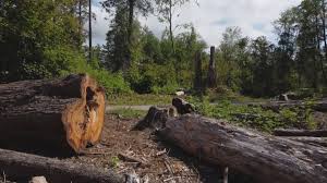 Best Tree Disease Treatment  in Montrose, PA