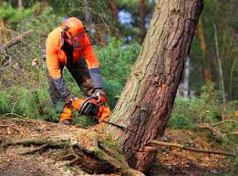  Montrose, PA Tree Care Pros