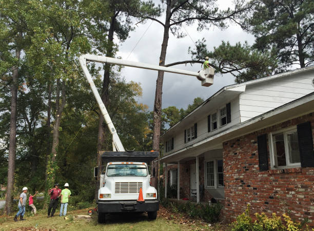 Best Leaf Removal  in Montrose, PA