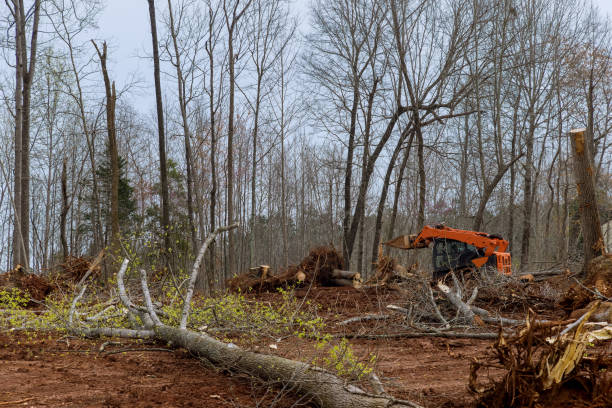 How Our Tree Care Process Works  in  Montrose, PA