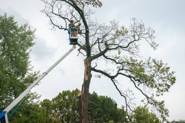 Best Hazardous Tree Removal  in Montrose, PA