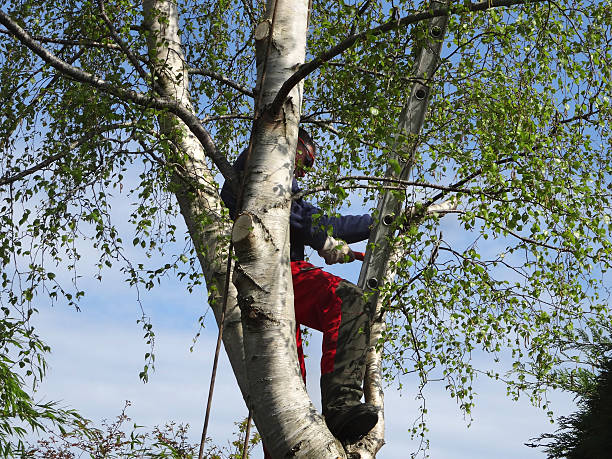 Best Arborist Consultation Services  in Montrose, PA