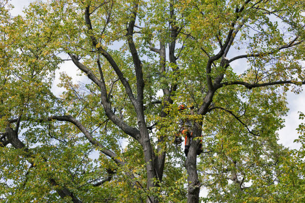 Seasonal Cleanup (Spring/Fall) in Montrose, PA